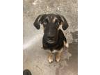 Adopt Meadow a Hound (Unknown Type) / Mixed Breed (Medium) / Mixed dog in