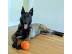 Adopt Catfish a Brown/Chocolate Belgian Malinois / Mixed dog in Wheaton