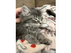 Adopt Little Missy a Gray or Blue (Mostly) Domestic Mediumhair (medium coat) cat