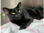 Adopt 655686 a All Black Domestic Shorthair / Domestic Shorthair / Mixed cat in