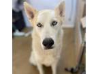 Adopt Sailor a White - with Tan, Yellow or Fawn Husky / Mixed dog in Eufaula