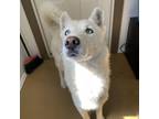 Adopt Sonny a White - with Tan, Yellow or Fawn Husky / Mixed dog in Eufaula