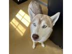 Adopt Addie a White - with Tan, Yellow or Fawn Husky / Mixed dog in Eufaula