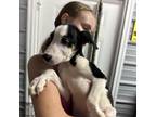 Adopt Lola a Brindle Australian Shepherd / Mixed dog in Princeton, KY (38850442)