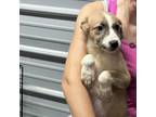 Adopt Daffy a Tan/Yellow/Fawn Australian Shepherd / Mixed dog in Princeton