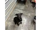 Adopt Paige a Black Labrador Retriever / Mixed dog in Princeton, KY (38850440)