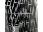 Adopt Bentley a Black Labrador Retriever / Mixed dog in Princeton, KY (38828848)