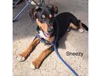 Adopt Sneezy a Black Feist / Mixed dog in Princeton, KY (38828846)