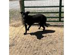 Adopt Starsky a Black Labrador Retriever / Mixed dog in Princeton, KY (38828835)