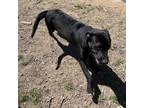 Adopt Hutch a Black Labrador Retriever / Mixed dog in Princeton, KY (38828815)