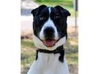 Adopt Babe a Black Labrador Retriever / Shar Pei / Mixed dog in San Antonio