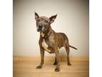 Adopt Shamrock D13492 a Brindle American Pit Bull Terrier / Mixed dog in