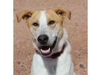 Adopt Honey a White Hound (Unknown Type) / Mixed dog in Divide, CO (34350837)