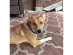 Adopt Fonzie a Brown/Chocolate - with White Basenji dog in Irwin, PA (38947356)