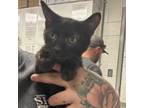 Adopt Garnet a All Black Domestic Shorthair / Mixed cat in Martinsville