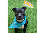Adopt Ellis a Black Terrier (Unknown Type, Small) / Mixed dog in Louisville