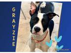 Adopt Grayzie -- needs forever home a Black - with White Pointer / Pit Bull