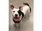 Adopt Millie a Black Bull Terrier / Mixed dog in Mesquite, TX (38745450)