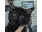 Adopt Queen Coconut a All Black Domestic Mediumhair / Mixed cat in Lynchburg