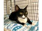 Adopt Peppermint a Domestic Shorthair / Mixed (short coat) cat in Raleigh
