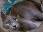 Adopt Phoebe a Gray or Blue Domestic Shorthair / Domestic Shorthair / Mixed cat