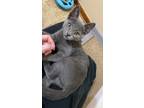 Adopt Dorian a Gray or Blue Egyptian Mau / Domestic Shorthair / Mixed cat in