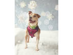 Adopt Jack a Tan/Yellow/Fawn American Pit Bull Terrier / Mixed Breed (Medium) /