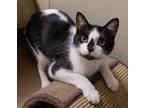 Adopt Chickory a White Domestic Shorthair / Domestic Shorthair / Mixed cat in