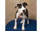 Adopt Kallie a Black - with White American Pit Bull Terrier / Mixed dog in