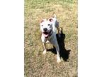 Adopt Royal a White American Pit Bull Terrier / Mixed dog in Gray, LA (38837232)