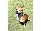 Adopt Serena a Brown/Chocolate Australian Cattle Dog / Mixed dog in Gray