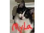 Adopt Myla a All Black Domestic Shorthair / Domestic Shorthair / Mixed cat in
