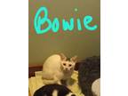 Adopt Bowie a White Domestic Shorthair / Domestic Shorthair / Mixed cat in