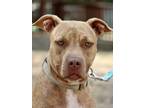 Adopt Mrs. Jones a Brindle American Staffordshire Terrier / Mixed dog in San