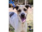 Adopt Herbie a White Australian Cattle Dog / Mixed dog in San Antonio