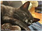 Adopt Mallory a All Black Domestic Mediumhair / Mixed (long coat) cat in Tampa