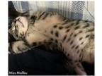 Adopt Malibu a Brown or Chocolate American Shorthair cat in Tampa, FL (38964925)