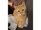 Adopt Ferb a Orange or Red American Shorthair / Mixed (short coat) cat in South