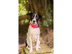 Adopt FIONA a Black - with White Labrador Retriever / Border Collie dog in