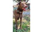 Adopt Nicole a Brown/Chocolate Retriever (Unknown Type) / Mixed dog in San