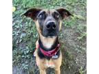 Adopt Jupiter a Black Mixed Breed (Medium) / Mixed dog in Chattanooga