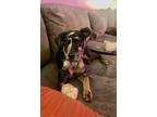 Adopt Athena a Black - with Gray or Silver Catahoula Leopard Dog / Mixed dog in