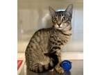 Adopt WC War Head a Brown or Chocolate Domestic Shorthair / Domestic Shorthair /