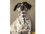 Adopt June Bug a White - with Black Pointer / Coonhound / Mixed dog in Randolph