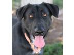 Adopt Koda a Black Mixed Breed (Large) / Mixed dog in Walla Walla, WA (38800362)