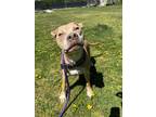 Adopt Quinn a Tan/Yellow/Fawn American Pit Bull Terrier / Mixed dog in