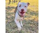 Adopt Arnold a White Mixed Breed (Large) / Mixed dog in Dallas, TX (38845272)