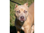 Adopt Emerald a Tan/Yellow/Fawn American Pit Bull Terrier / Mixed dog in