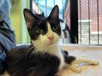 Adopt Lilo a All Black Domestic Shorthair / Domestic Shorthair / Mixed cat in