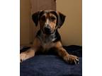 Adopt Xena a Brown/Chocolate - with Tan Hound (Unknown Type) / Mixed dog in